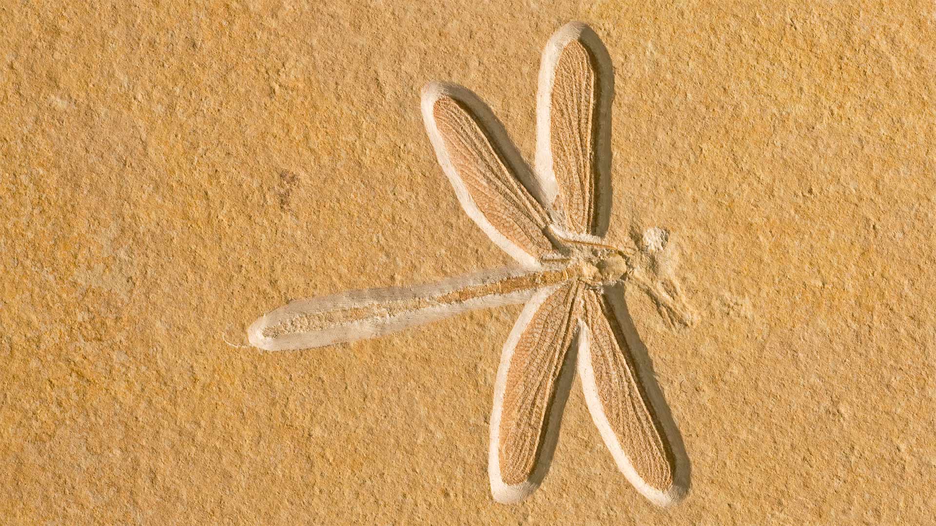 蜻蜓化石