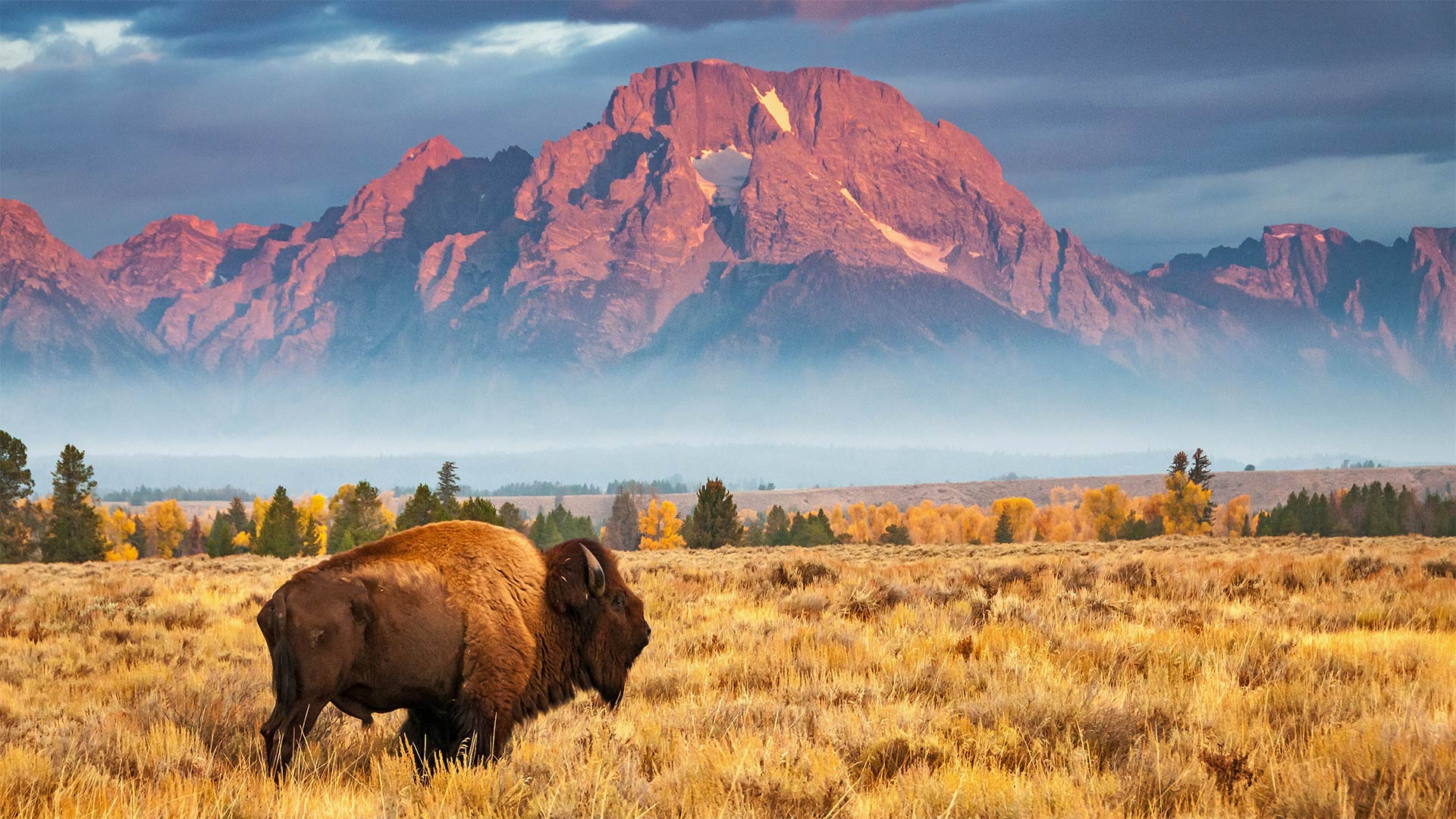 大提顿国家公园中的野牛，怀俄明州 (© Brian Evans/Getty Images)