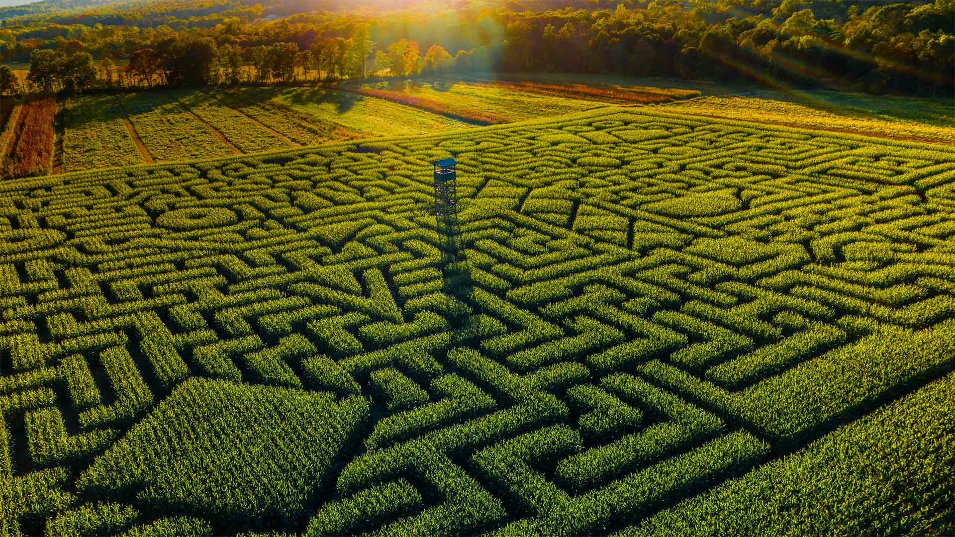 克林格尔农场的Mazezilla玉米田迷宫，宾夕法尼亚州  (© Alex Potemkin/Getty Images)