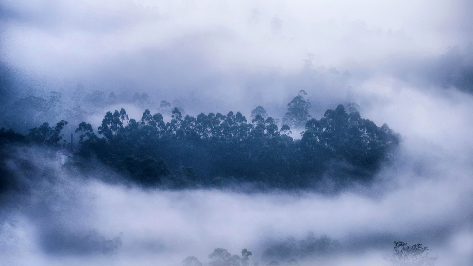 雾气环绕的森林，喀拉拉邦慕那尔市，印度 (© Ahammed Riswan/EyeEm/Getty Images)