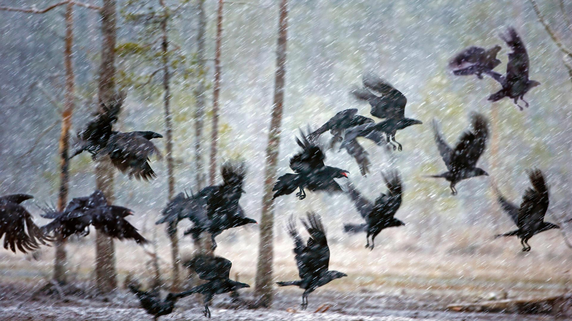 库赫莫附近暴风雪中的乌鸦，芬兰 (© Frans Lemmens/Alamy)
