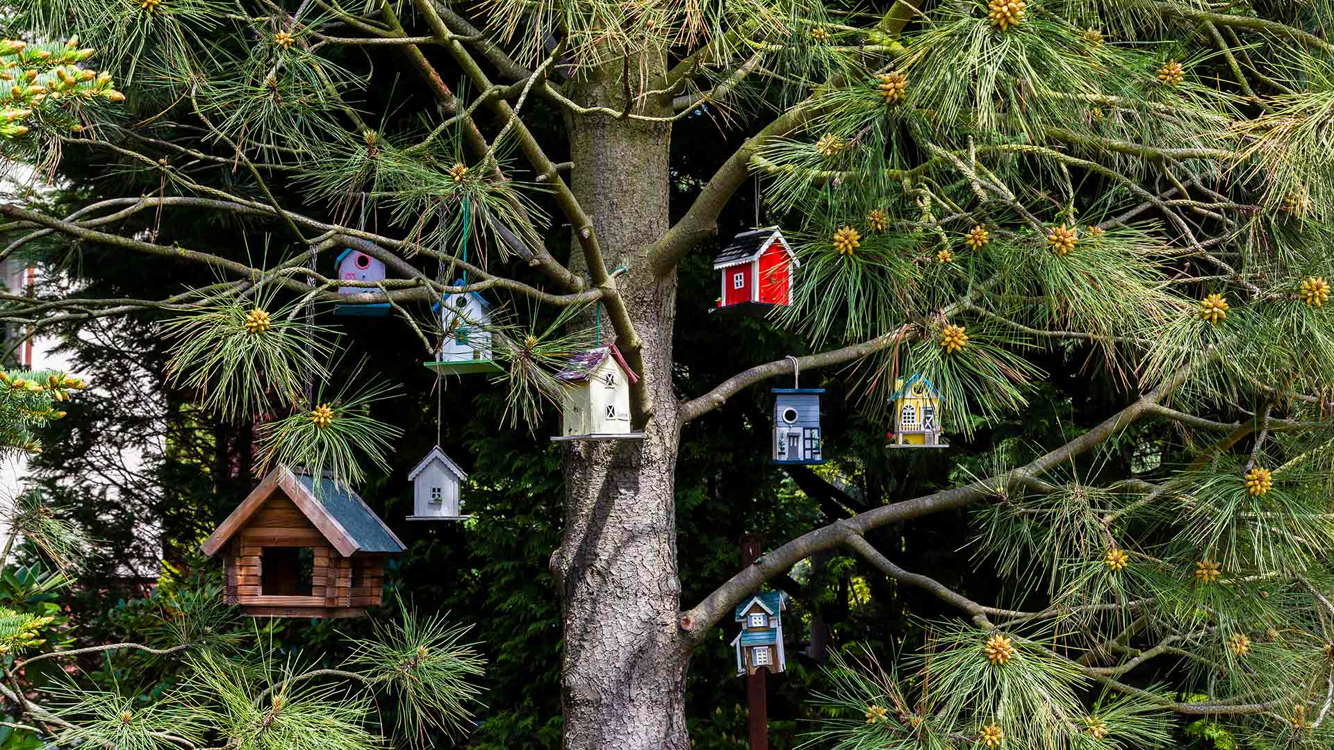 挂在树上的小鸟舍 (© Westend61/Getty Images)