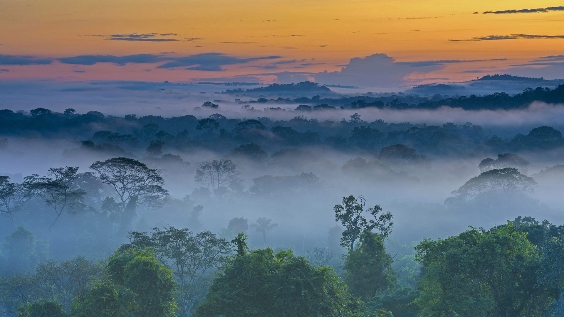 亚马逊雨林