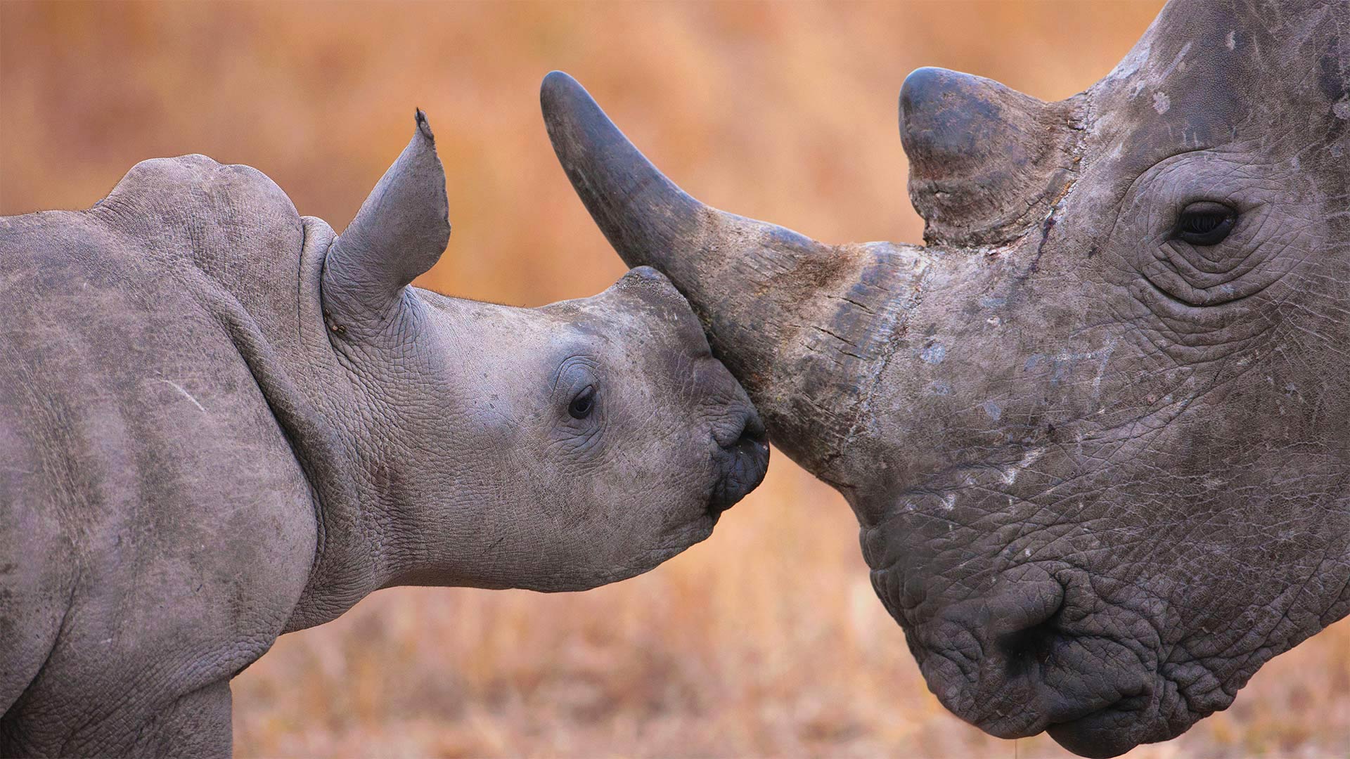 白犀牛宝宝和它的妈妈 (© Martin Harvey/Alamy)
