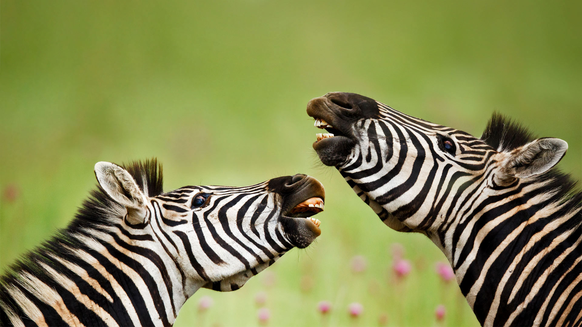 Rietvlei自然保护区内的雄性布氏斑马，南非 (© Richard Du Toit/Minden Pictures)