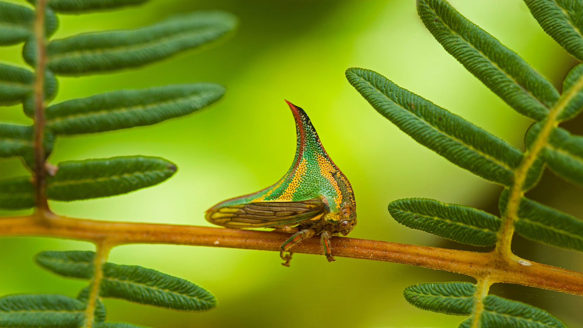Pico Bonito国家公园里的刺蛾，洪都拉斯 (© Mac Stone/Tandem Stills + Motion)