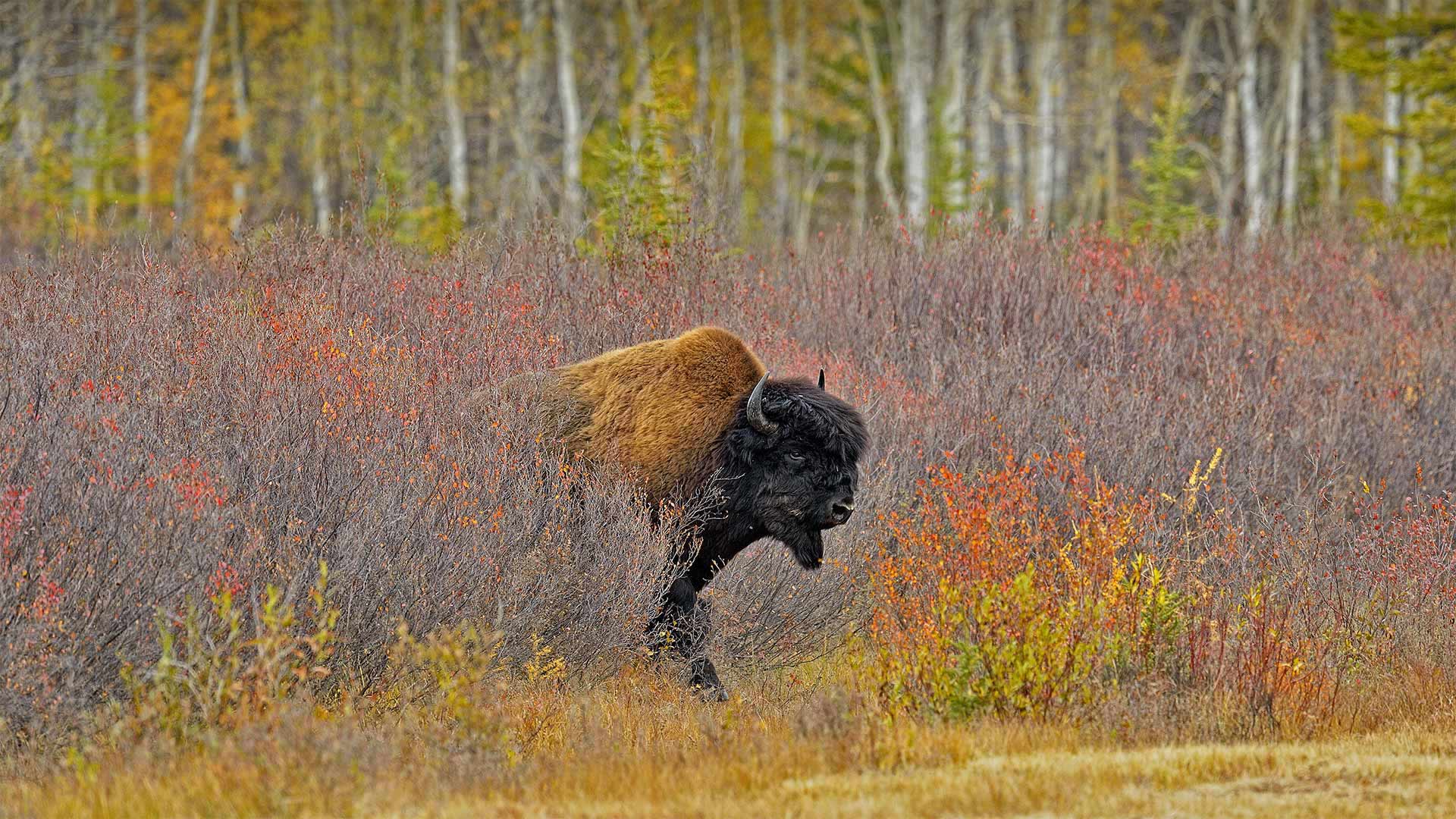 加拿大西北部的一头美洲野牛 (© Don Johnston/agefotostock)